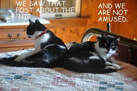 The Kittehs Take a Stand