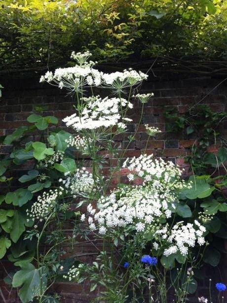 umbelliferous flowers of ammi