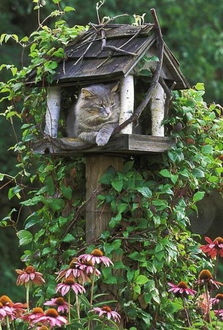 Top 10 Cats In Bird Houses