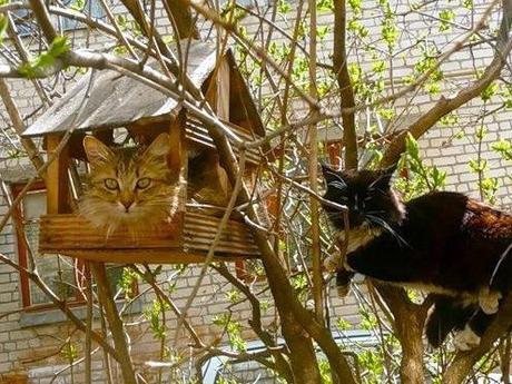 Top 10 Cats In Bird Houses