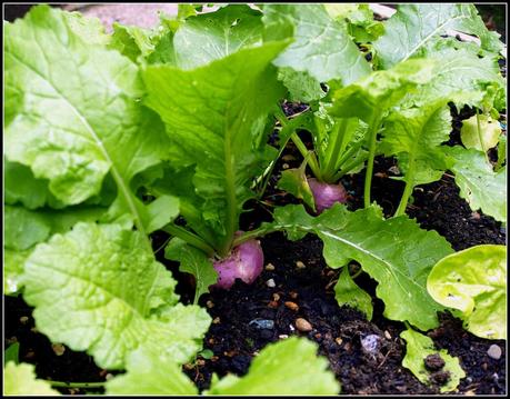 What's in the garden today?