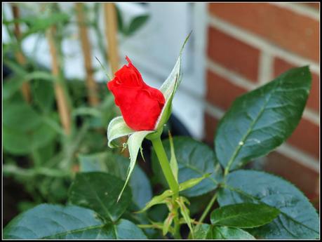 What's in the garden today?