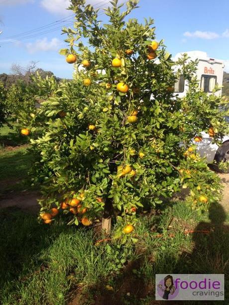 Swanville Citrus Mandarins