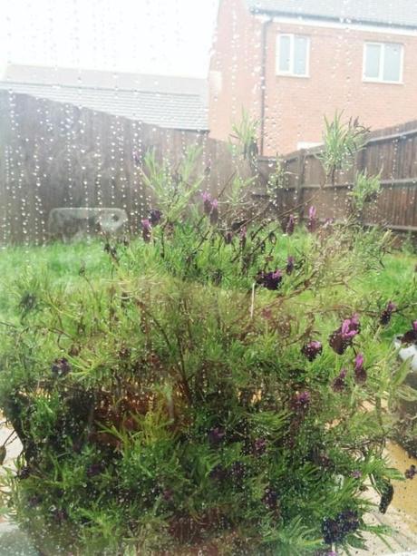 british summer rain blossoming lavender plant cake recipe
