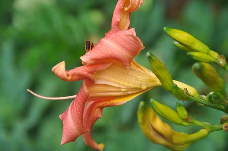 Mostly Day Lilies