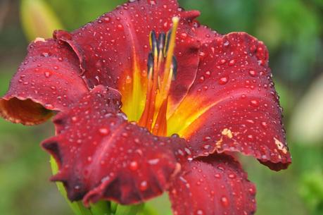 Mostly Day Lilies