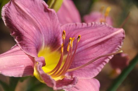 Mostly Day Lilies