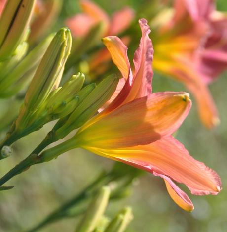 Mostly Day Lilies