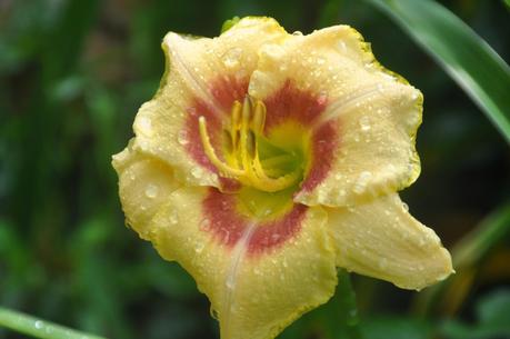 Mostly Day Lilies