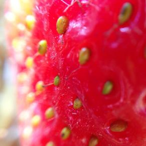 macro strawberry