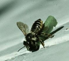 Welcome to my yard, leafcutter bee!