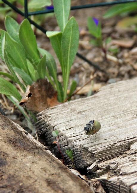 Welcome to my yard, leafcutter bee!