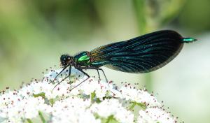Beautiful Demoiselle male (photo: Amanda Scott). I found tens of these by the River Fal at Tregony and Crowhill Valley Woods last week.