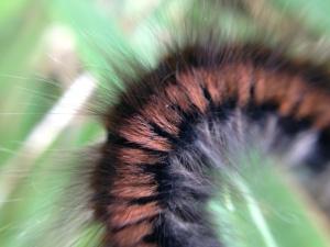 The furry wonderfulness of a Fox Moth caterpillar