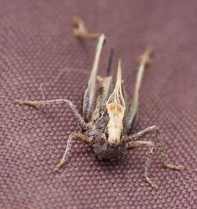 Grey Bush-cricket (photo: Amanda Scott). A coastal and fairly rare species, this one was spotted near Kynance Cove.