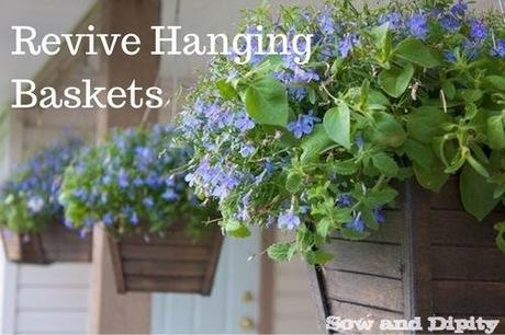 revive hanging baskets