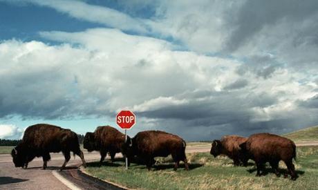 The Hunt for the Golden Mole review of Richard Girling’s ‘entertaining and provocative’ quest