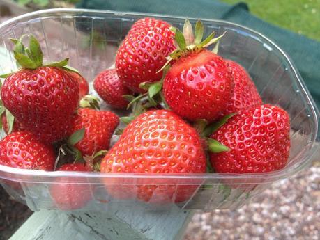Free Organic Strawberry Guard for the Garden