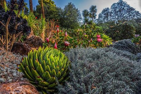 Blue Mountains Botanic Garden, Mount Tomah. Image by David Hill