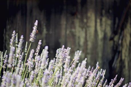 Lavender Fields