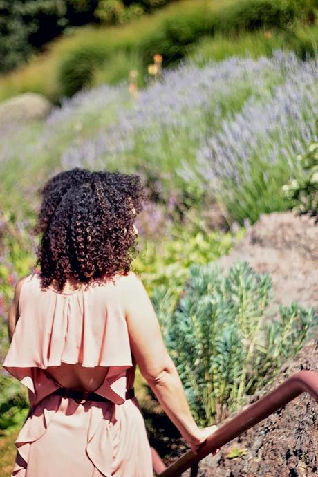 Lavender Fields