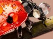 Bright Colorful Ladybug Macros Rain