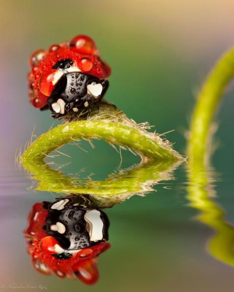 alejandroferrerruizladybugmacro6
