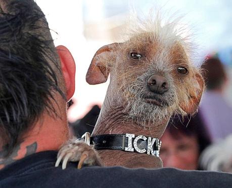 Chinese Crested Icky on shoulder of owner