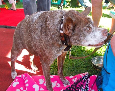 2nd place winner for World's Ugliest Dog 2014