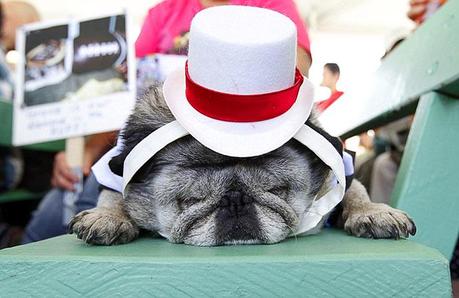 Chinese Pug resting at World's Ugliest Dog 2014