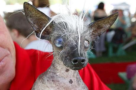 Chinese Crested close up at World's Ugliest Dog 2014