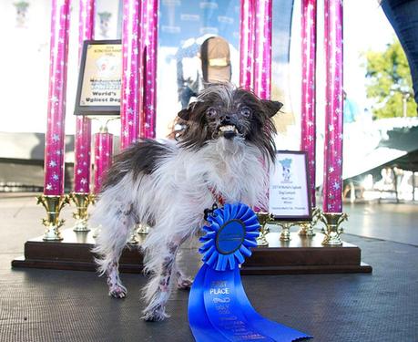 Dog crowned Word's Ugliest Dog 2014 with  ribbon
