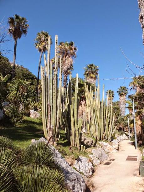 The Car, The Commercial, and a Stunning Succulent Garden