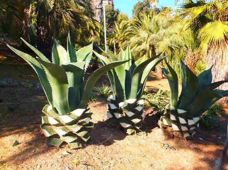 The Car, The Commercial, and a Stunning Succulent Garden