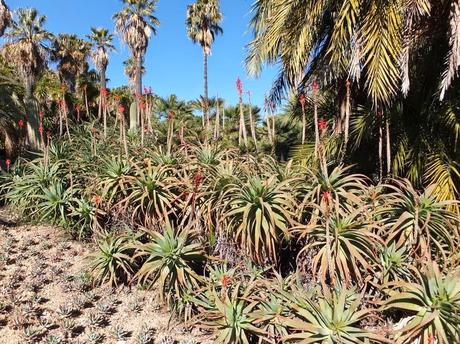 The Car, The Commercial, and a Stunning Succulent Garden