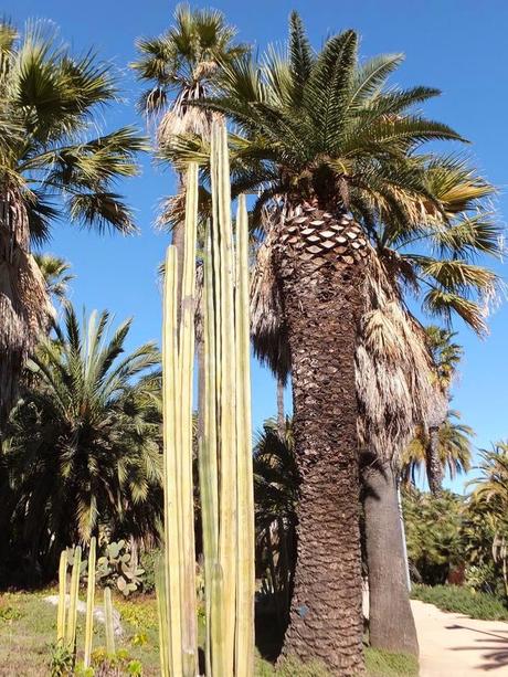 The Car, The Commercial, and a Stunning Succulent Garden