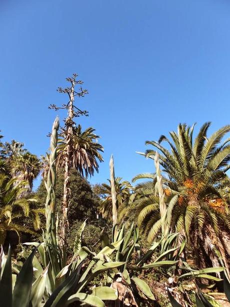 The Car, The Commercial, and a Stunning Succulent Garden