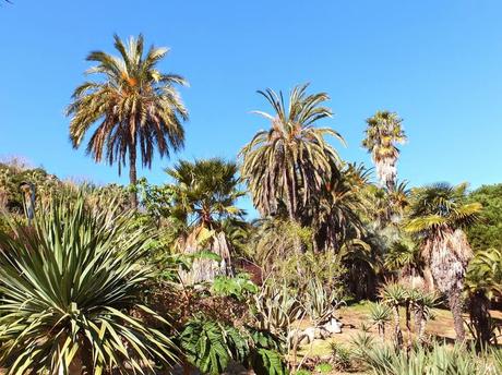 The Car, The Commercial, and a Stunning Succulent Garden