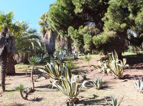 The Car, The Commercial, and a Stunning Succulent Garden