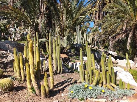 The Car, The Commercial, and a Stunning Succulent Garden