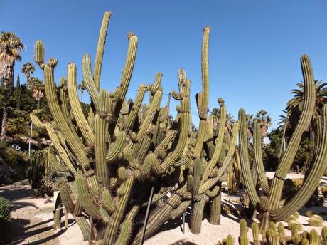 The Car, The Commercial, and a Stunning Succulent Garden