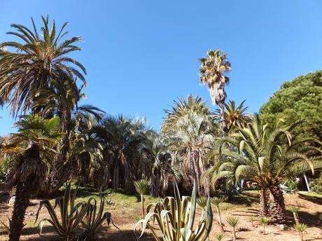 The Car, The Commercial, and a Stunning Succulent Garden