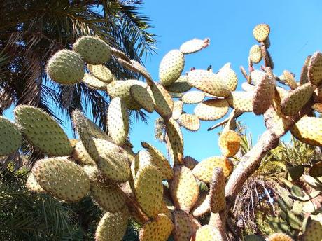 The Car, The Commercial, and a Stunning Succulent Garden