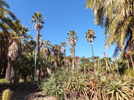 The Car, The Commercial, and a Stunning Succulent Garden