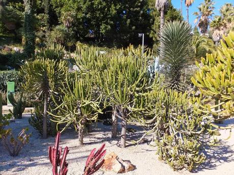 The Car, The Commercial, and a Stunning Succulent Garden