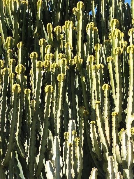 The Car, The Commercial, and a Stunning Succulent Garden