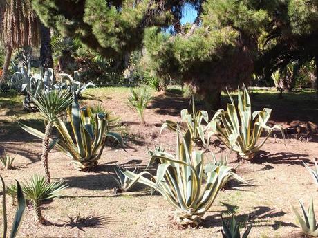 The Car, The Commercial, and a Stunning Succulent Garden