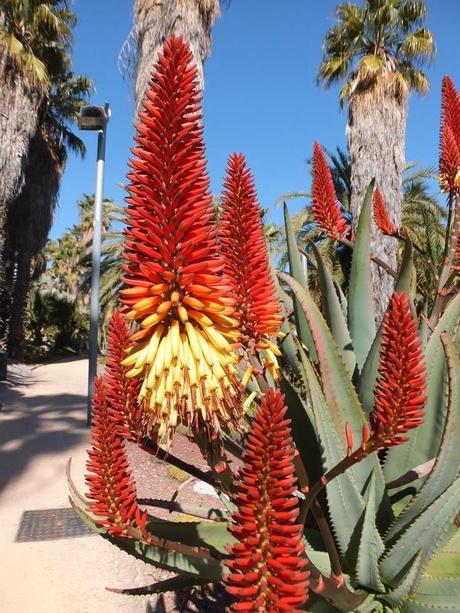 The Car, The Commercial, and a Stunning Succulent Garden