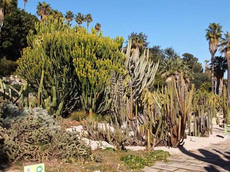 The Car, The Commercial, and a Stunning Succulent Garden