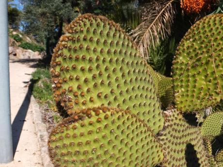 The Car, The Commercial, and a Stunning Succulent Garden